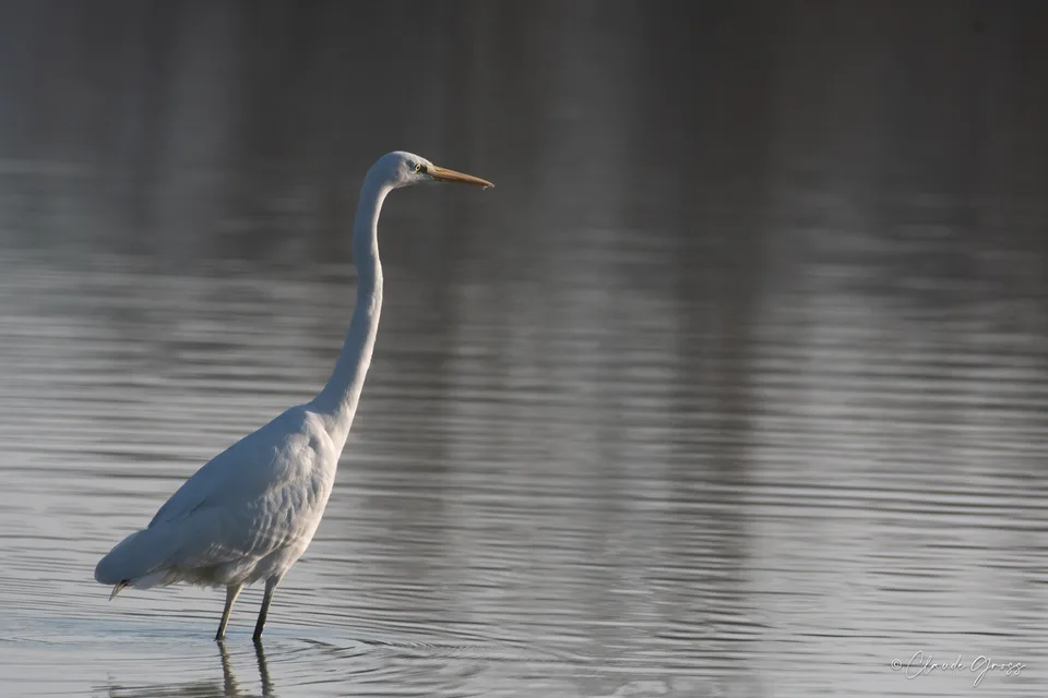 Grande Aigrette