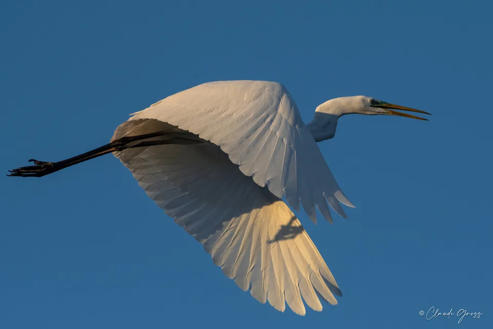 Grande Aigrette