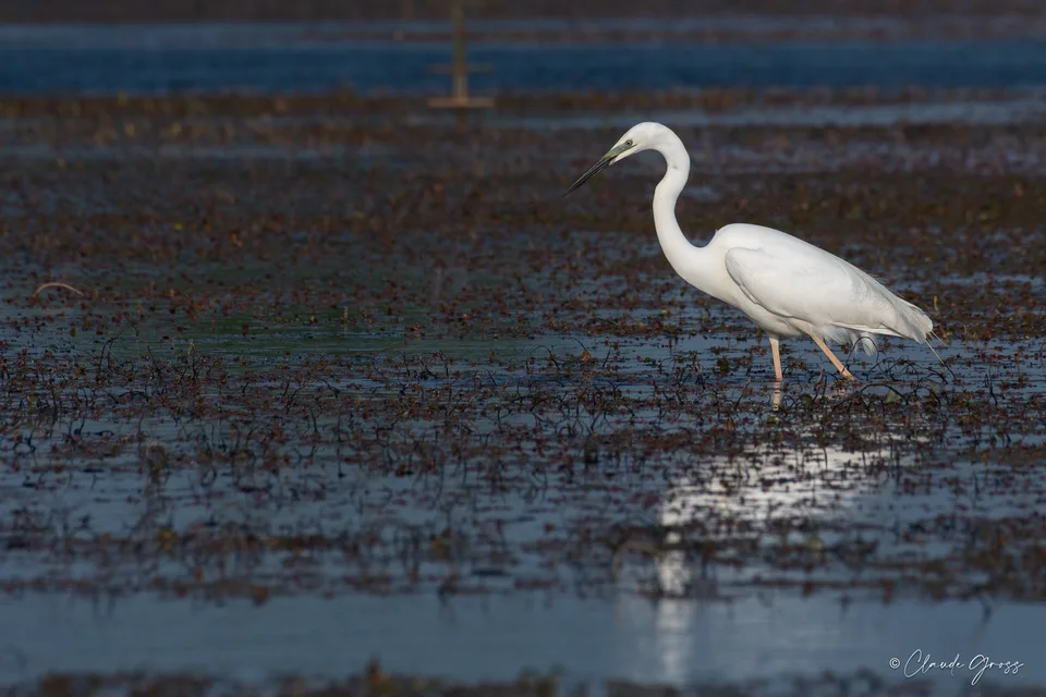 Grande Aigrette