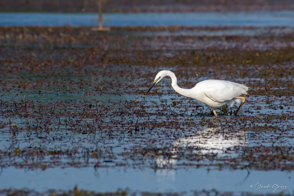 Grande Aigrette