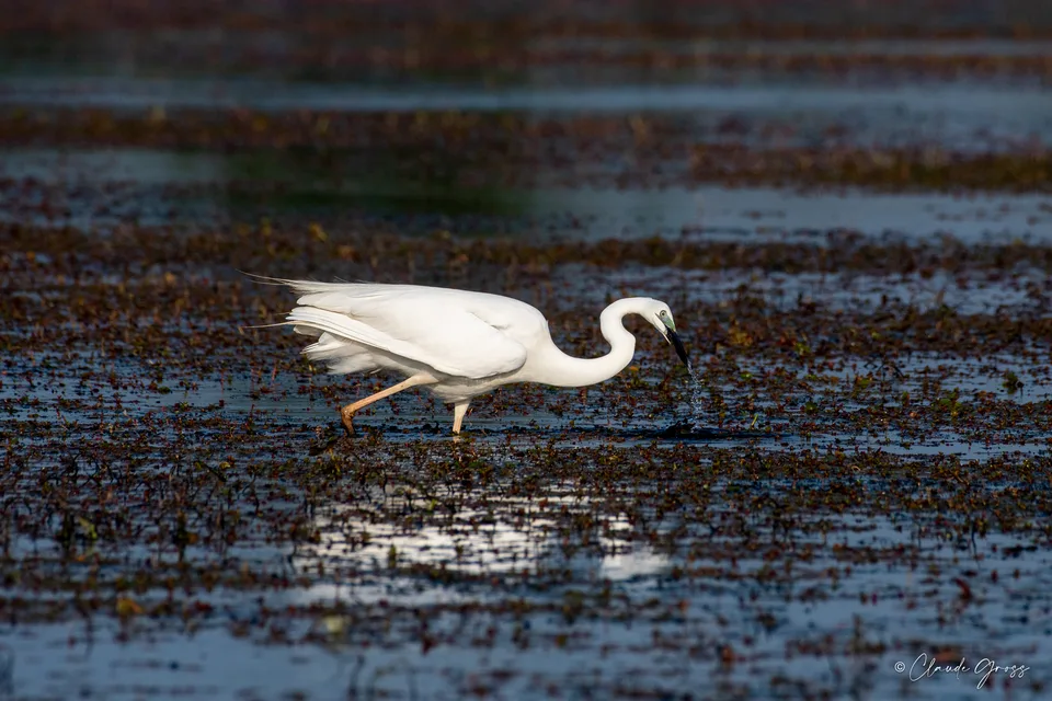 Grande Aigrette