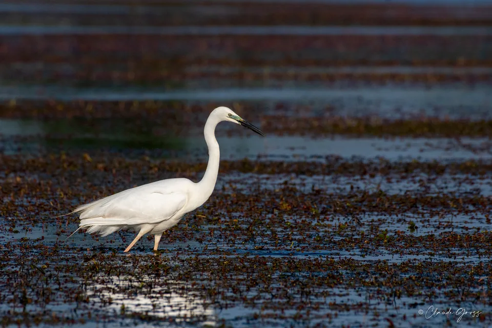 Grande Aigrette