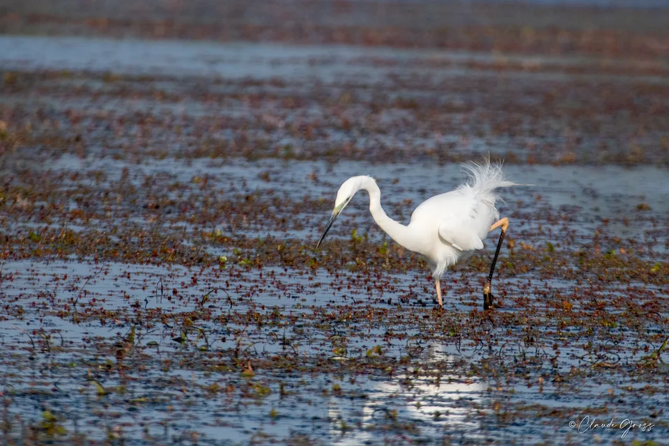 Grande Aigrette