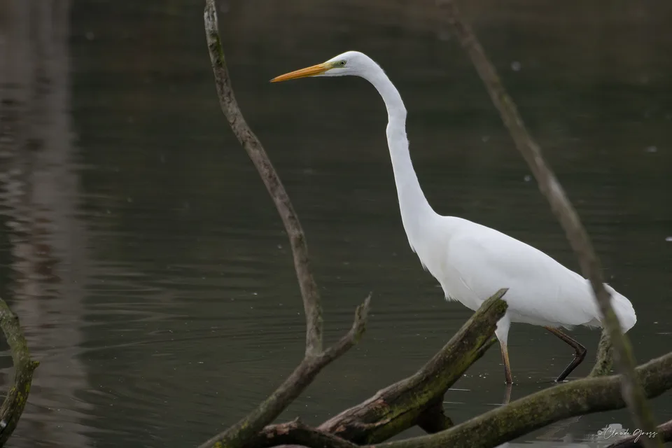 Grande aigrette