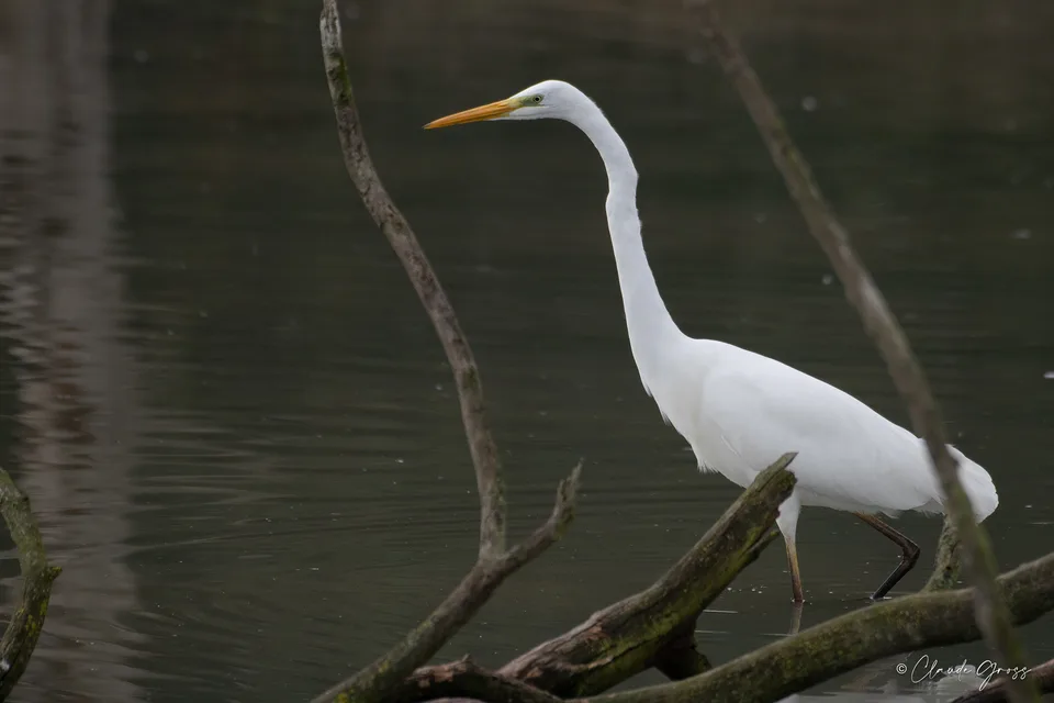 Grande Aigrette