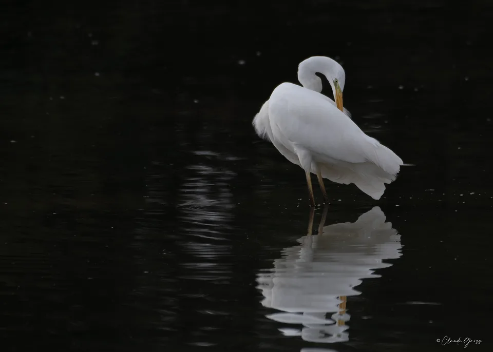Grande aigrette