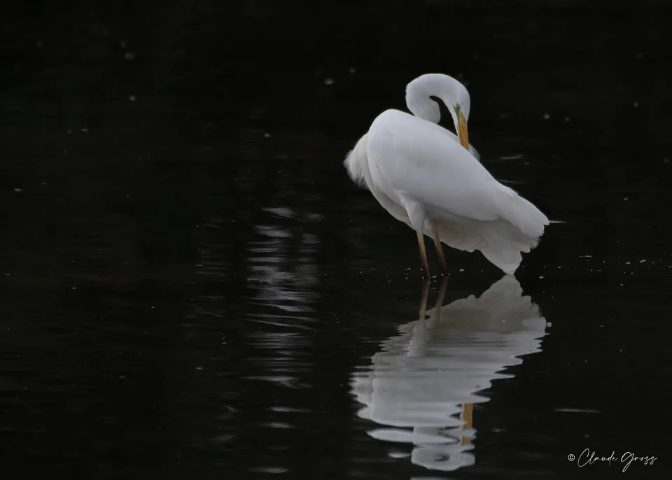Grande Aigrette