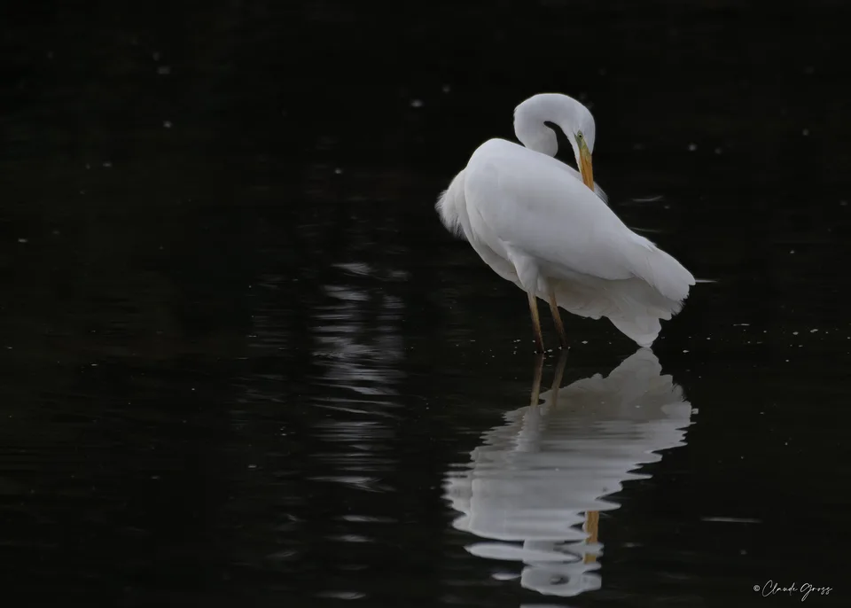 Grande aigrette