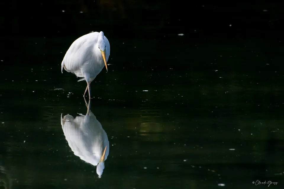 Grande aigrette