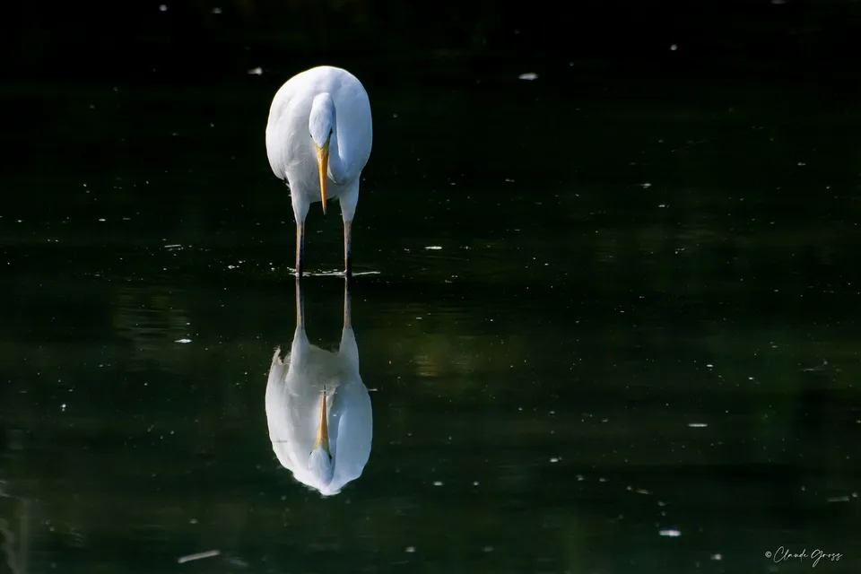 Grande aigrette