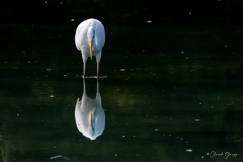 Grande Aigrette