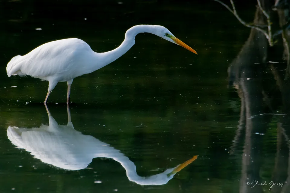 Grande Aigrette