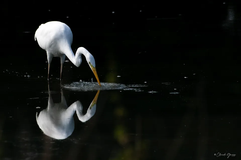 Grande aigrette
