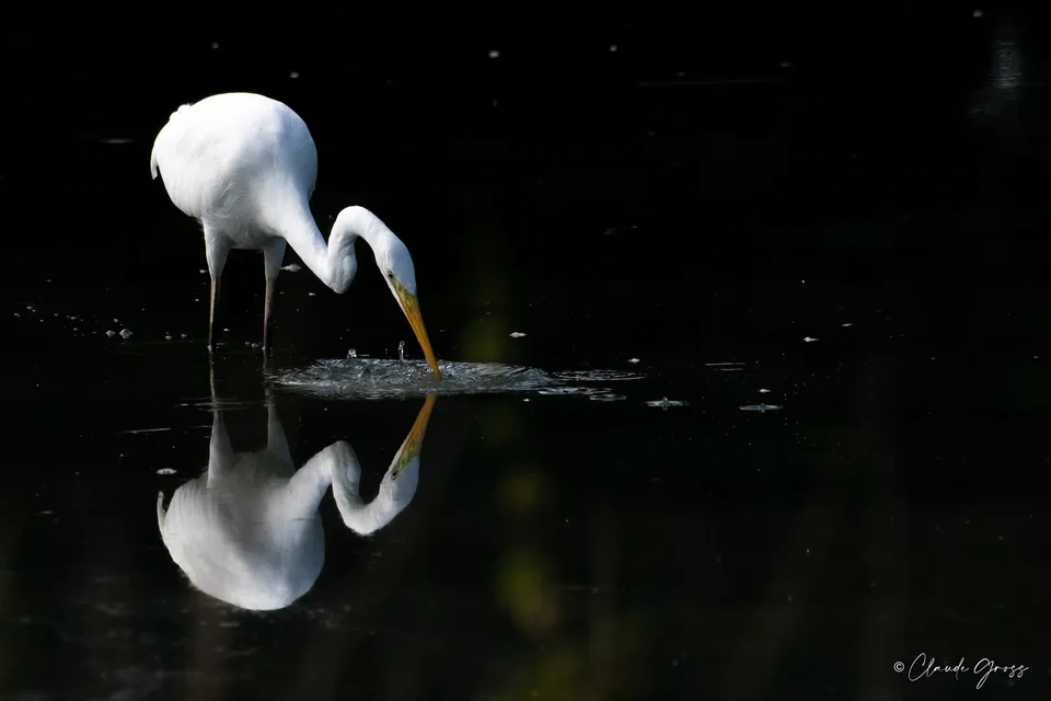 Grande Aigrette