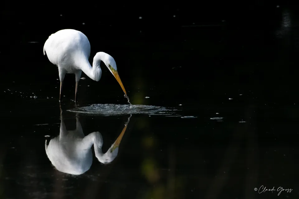 Grande Aigrette