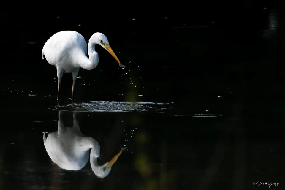 Grande aigrette