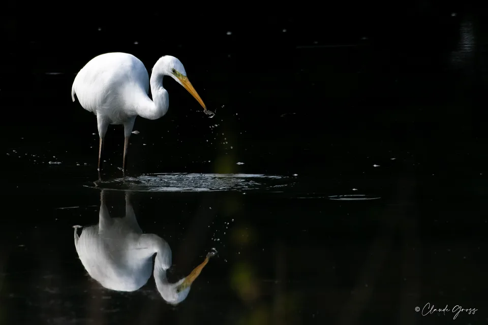 Grande Aigrette