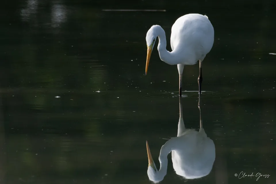 Grande Aigrette