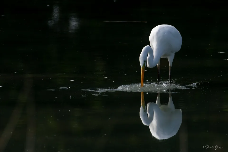 Grande aigrette