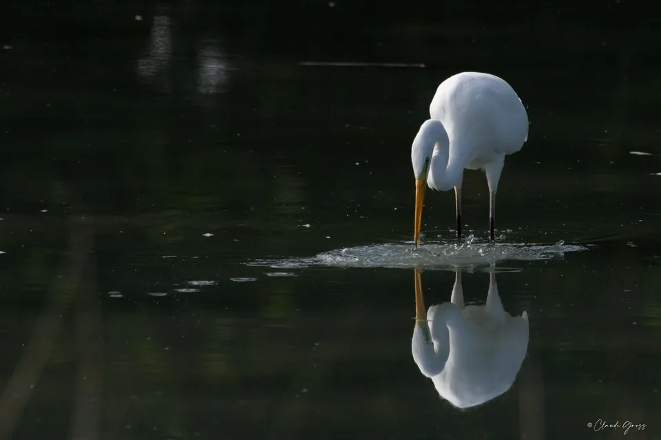 Grande aigrette