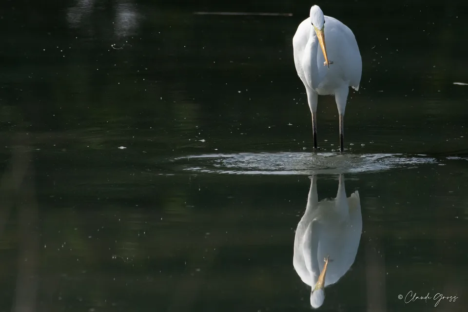Grande Aigrette
