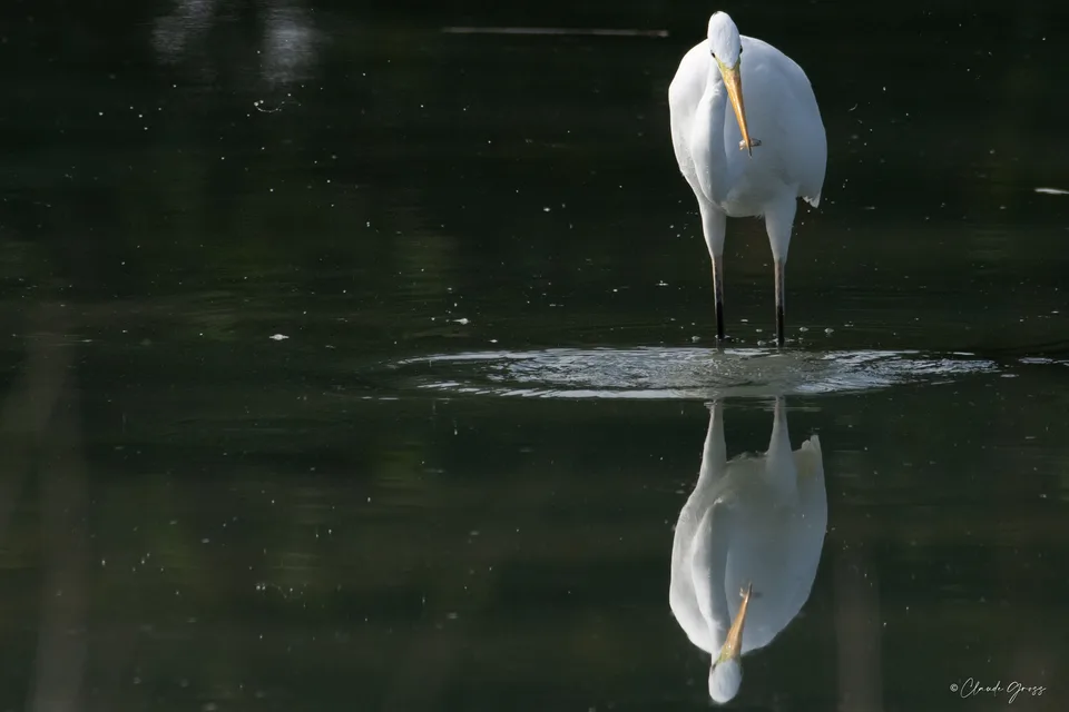 Grande aigrette
