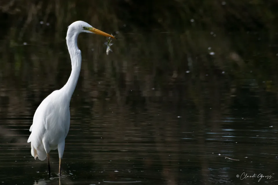 Grande Aigrette