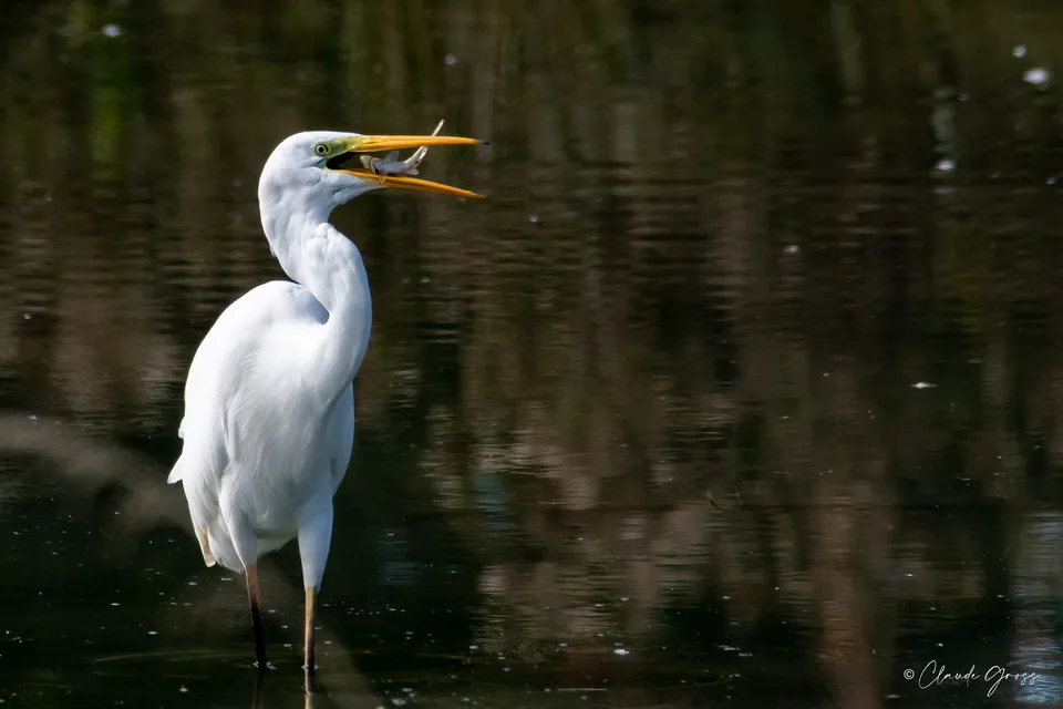 Grande Aigrette