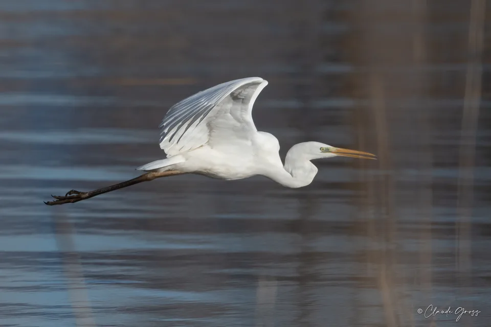 Grande Aigrette