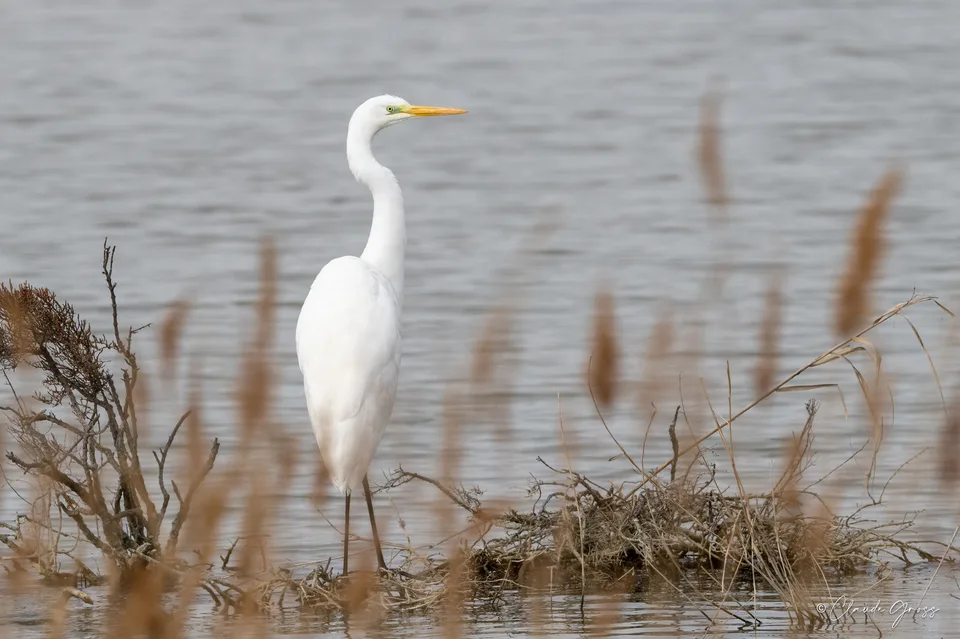 Grande Aigrette