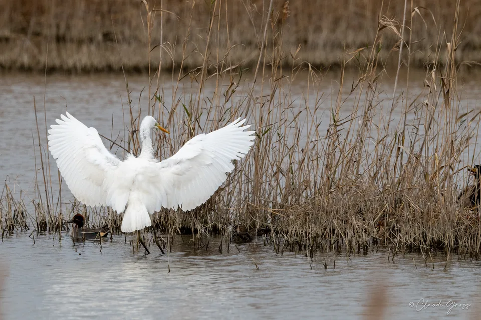 Grande Aigrette