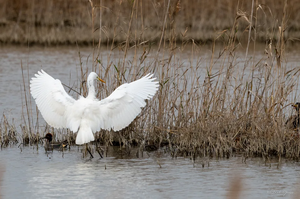 Grande aigrette