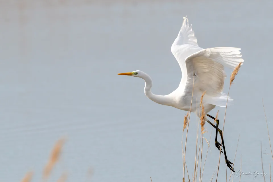 Grande Aigrette