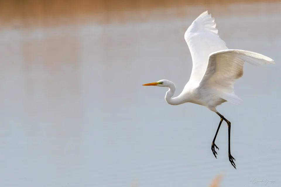 Grande aigrette