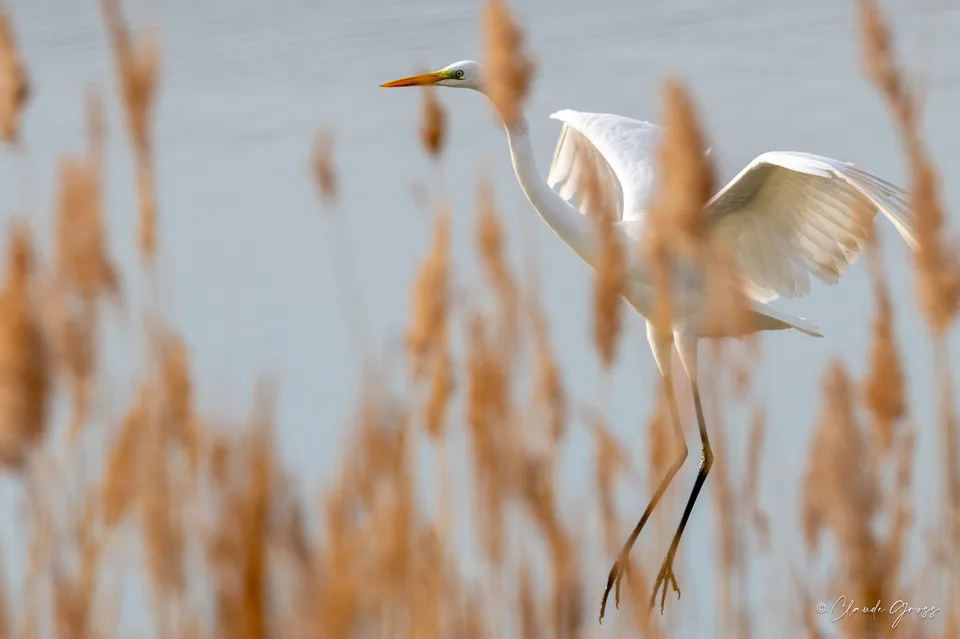Grande Aigrette