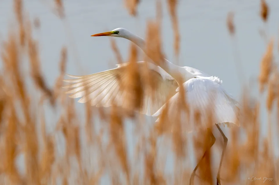 Grande aigrette