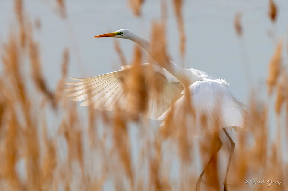 Grande Aigrette