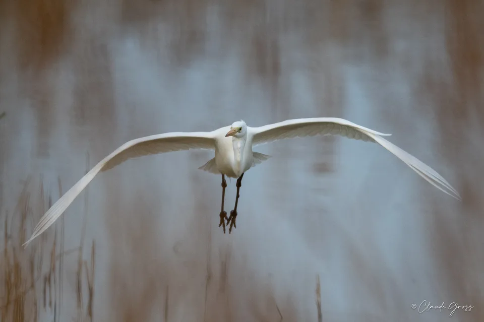 Grande Aigrette