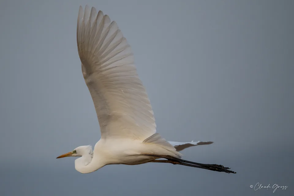 Grande Aigrette
