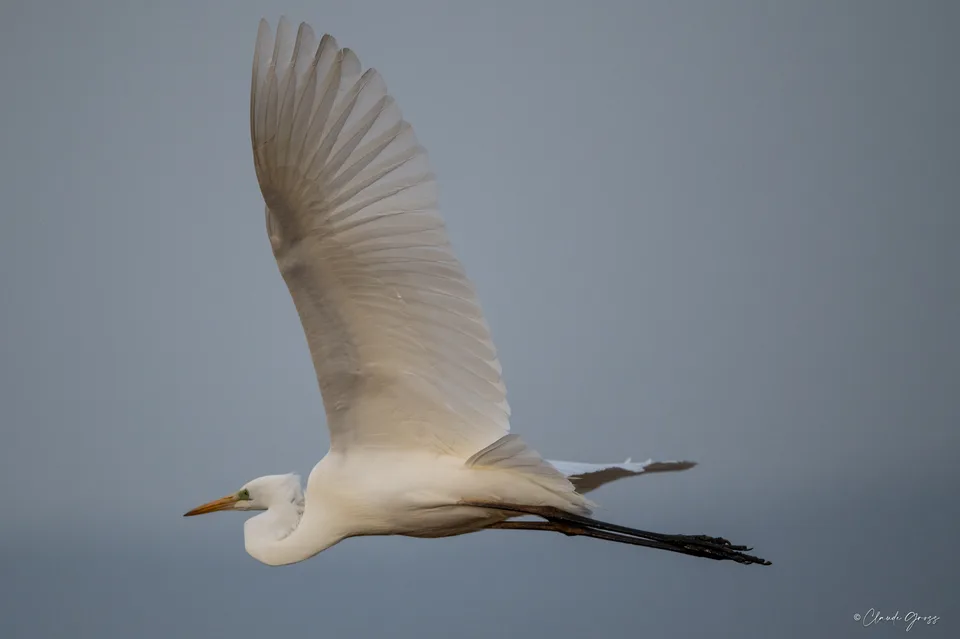 Grande aigrette