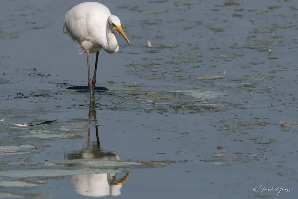 Grande Aigrette