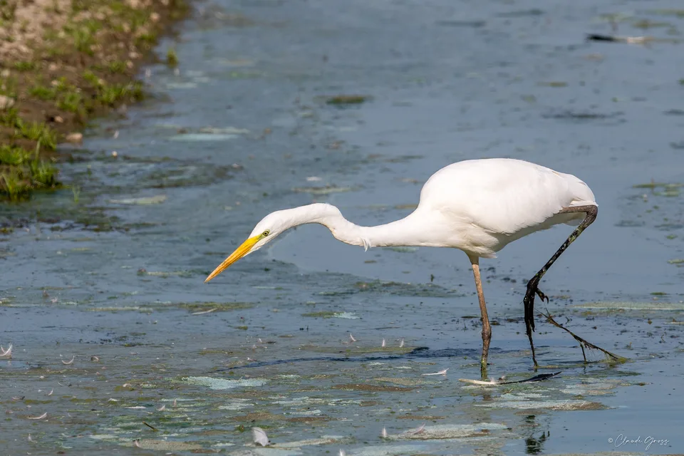 Grande aigrette