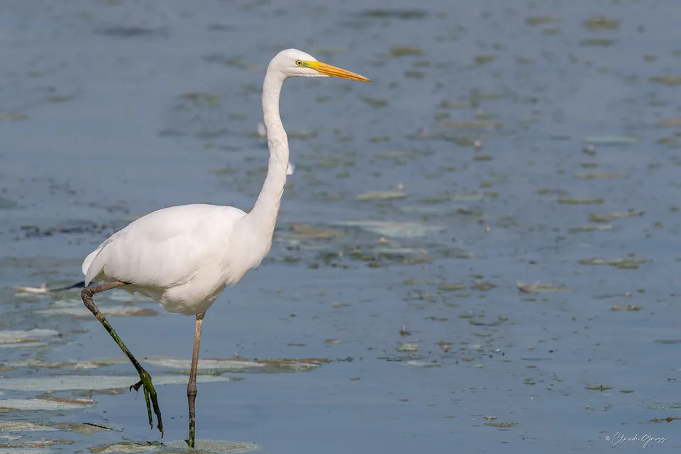 Grande aigrette