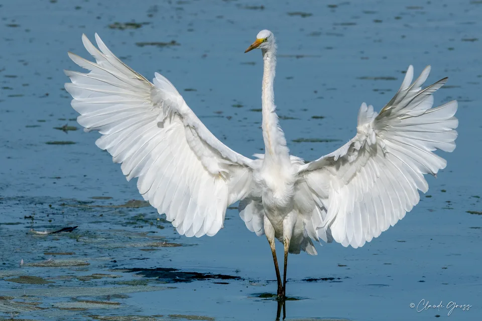 Grande Aigrette