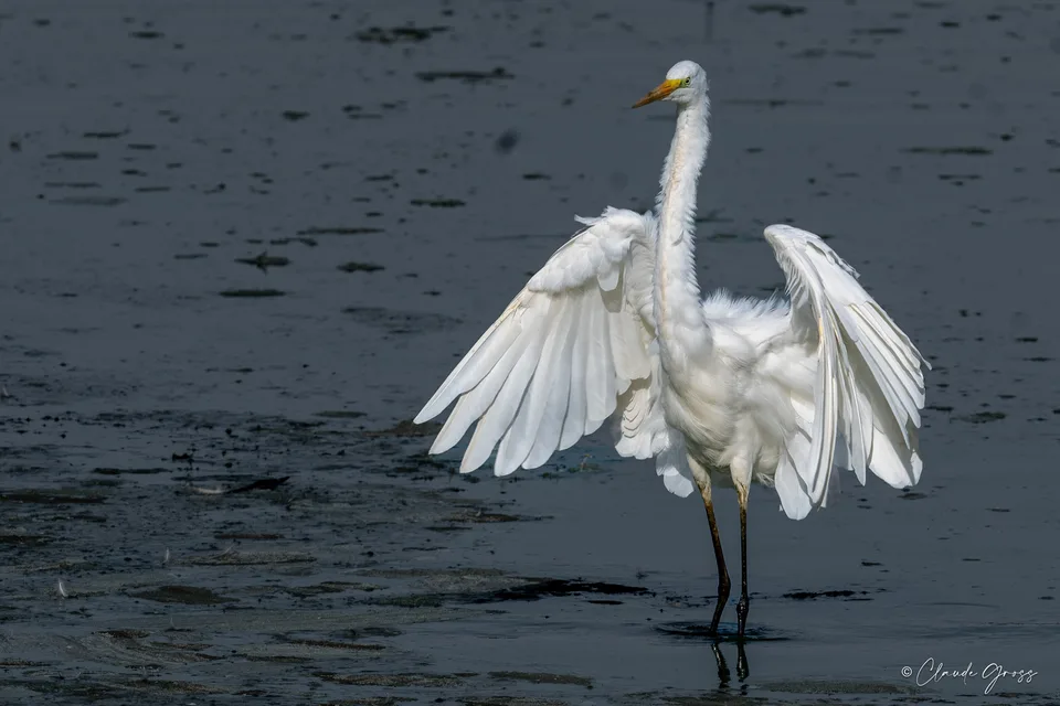 Grande Aigrette