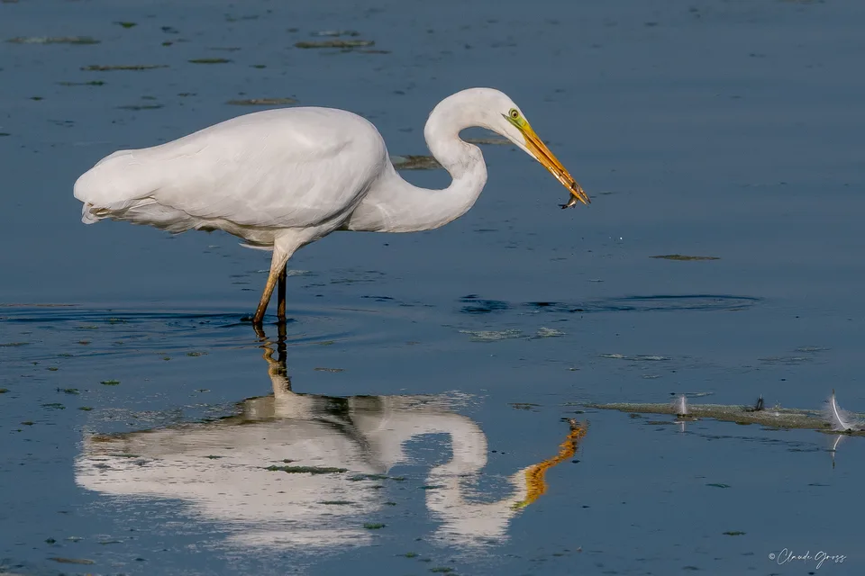 Grande aigrette