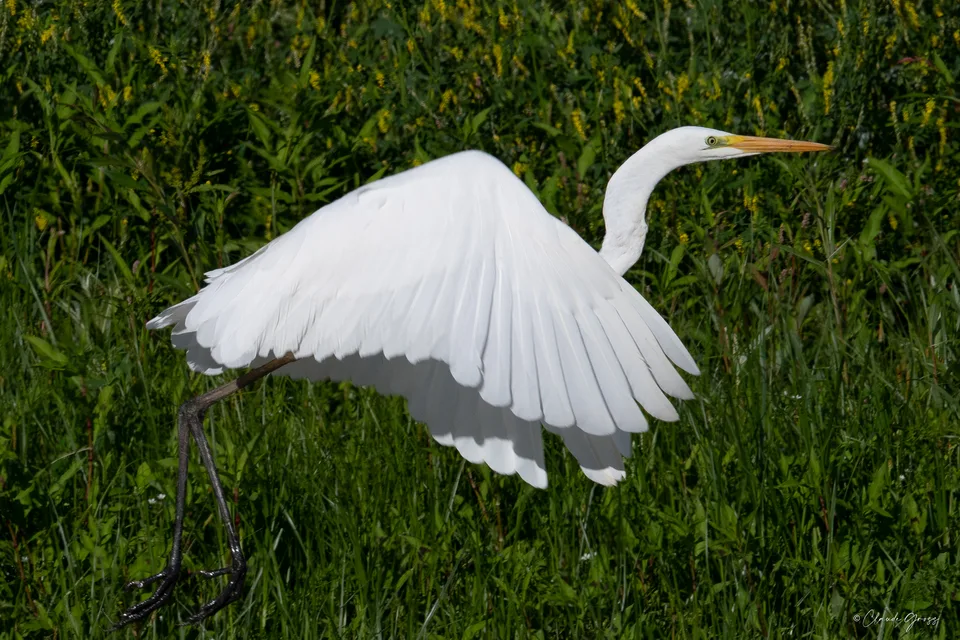 Grande aigrette