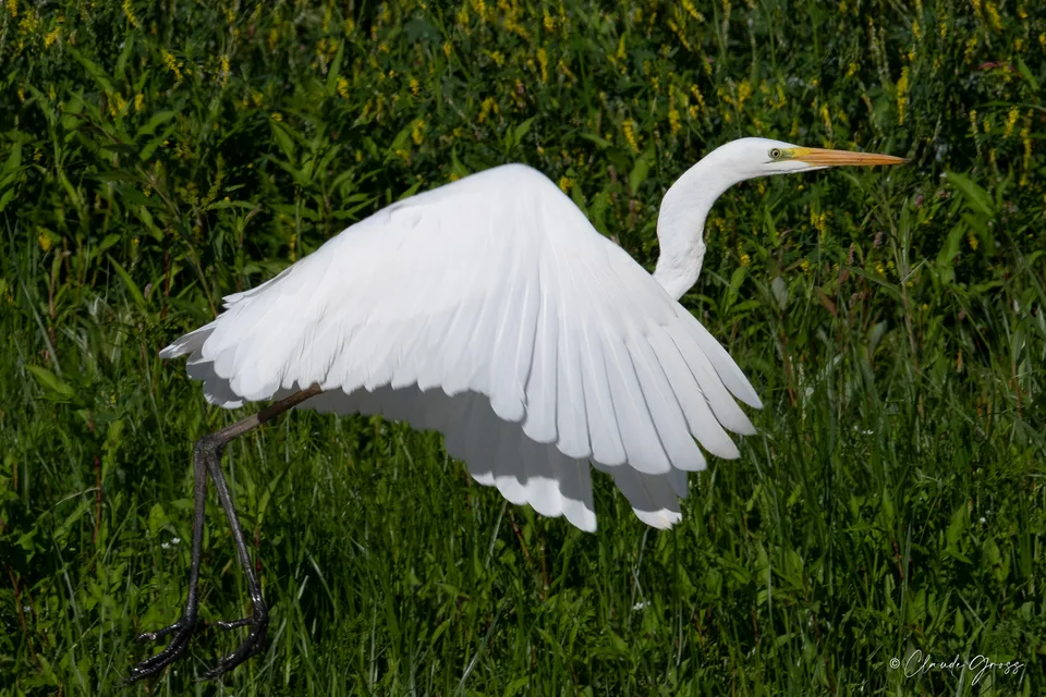 Grande Aigrette