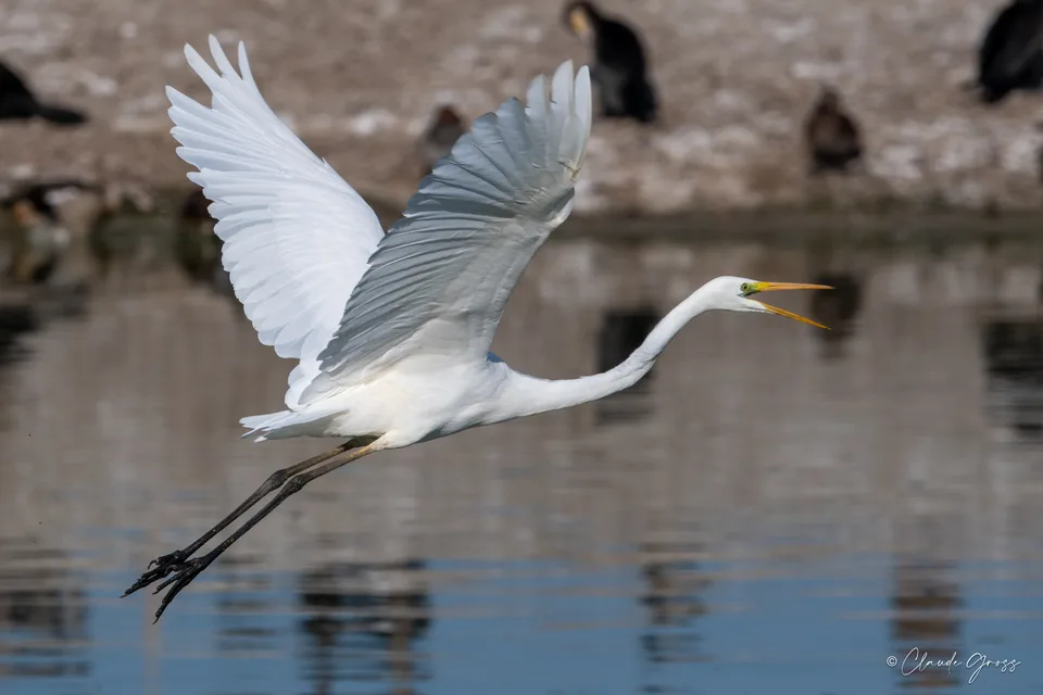 Grande Aigrette