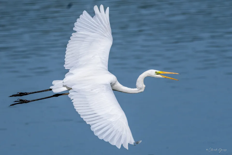 Grande aigrette